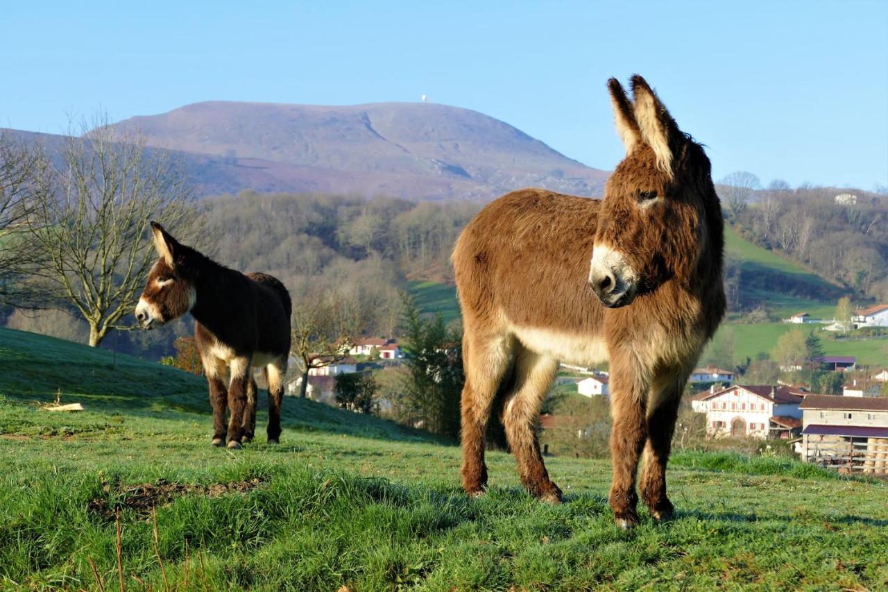Baskoparadis I Eco-Gites I Calme I Vue I Anes I Jardin I Montagne I Nature Louhossoa Esterno foto