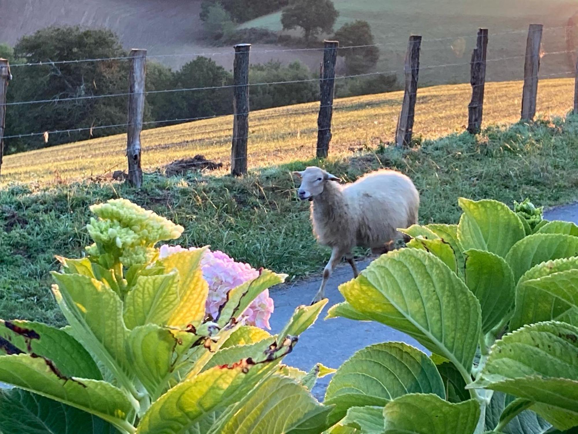 Baskoparadis I Eco-Gites I Calme I Vue I Anes I Jardin I Montagne I Nature Louhossoa Esterno foto